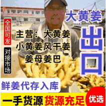 《精》姜厂常年批发【大黄姜/水洗姜/风干姜/鲜姜老姜】