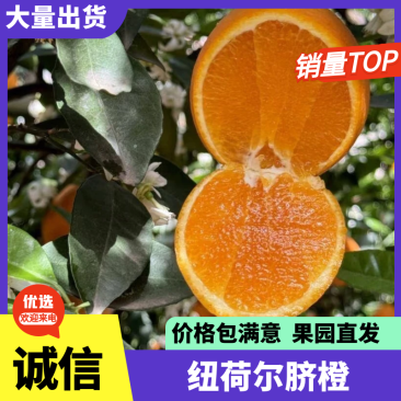 【荐】湘西纽荷尔脐橙汁水丰富全国整车发货价格优惠
