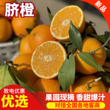 湖南脐橙湘西脐橙大量供应质优价廉欢迎来电咨询