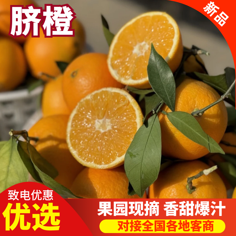 湖南脐橙湘西脐橙大量供应质优价廉欢迎来电咨询