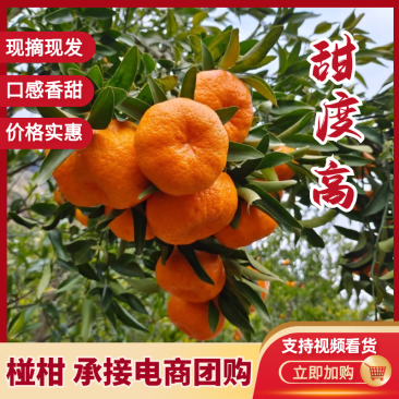 【精选】湖南椪柑基地直供清甜可口欢迎来电咨询合作