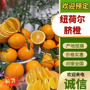 【放心购买】湖南纽荷尔脐橙现摘现发支持视频和实地看货