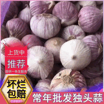 （四川）独头蒜/常年批发【坏烂包赔全国发货】现货供应中