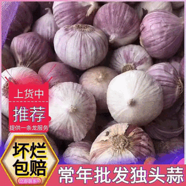 （云南）独头蒜/产地批发/全干独头蒜/坏烂包赔/全国发货