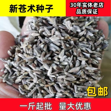 苍术种子苍术籽包芽率一斤起批包邮