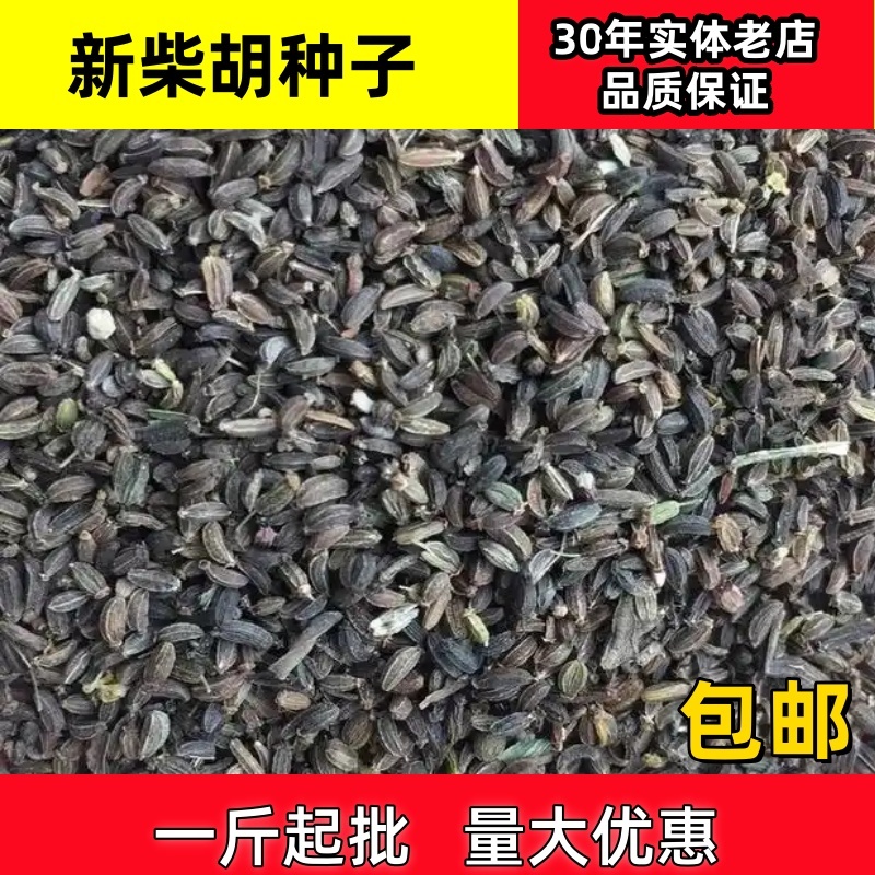 柴胡种子北柴胡种子黑柴胡种子31号柴胡种子