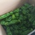 安徽薄皮椒基地直发一手货源，视频看货电话联系