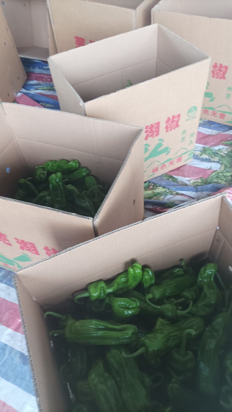 安徽薄皮椒基地直发一手货源，视频看货电话联系
