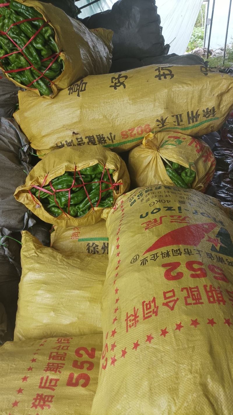 安徽薄皮椒基地直发一手货源，视频看货电话联系