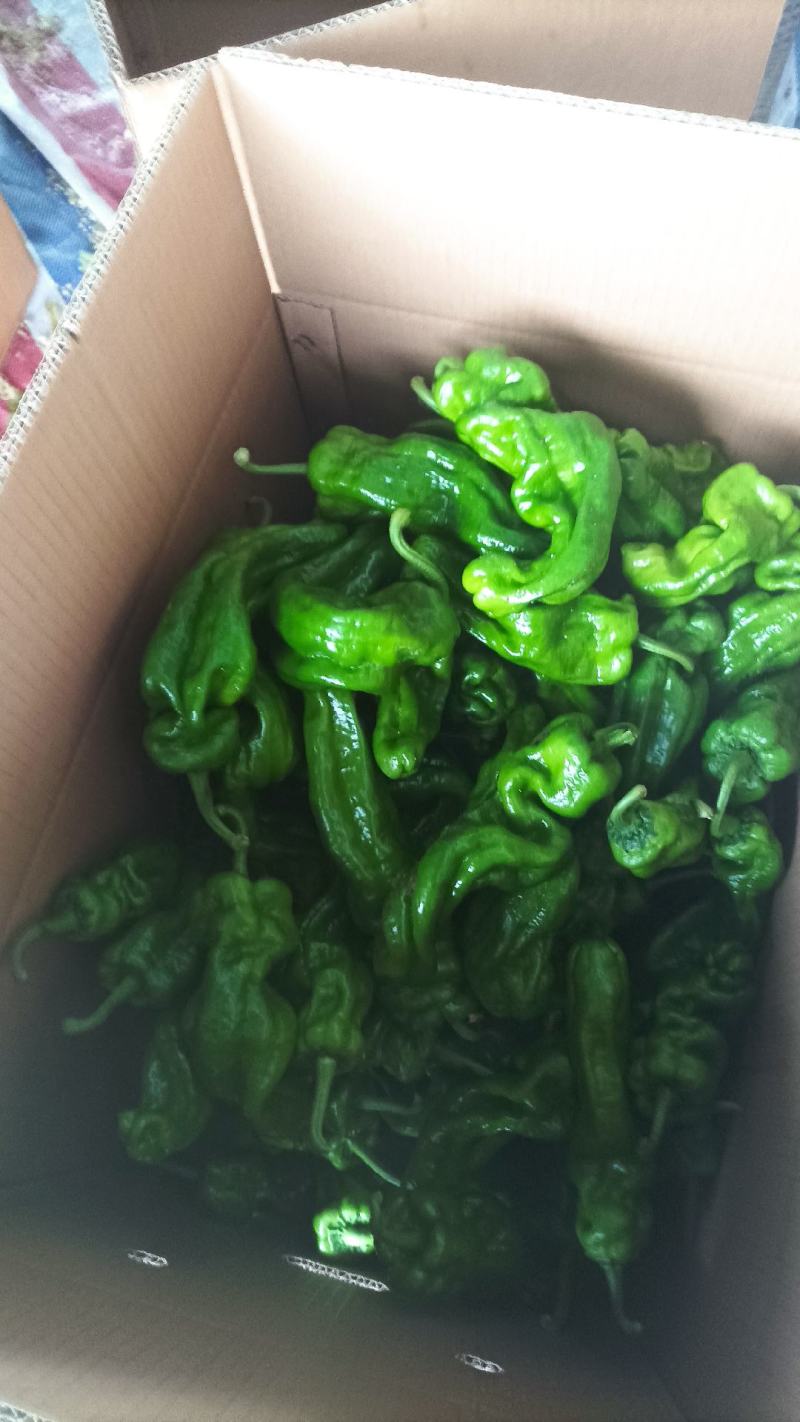 安徽薄皮椒基地直发一手货源，视频看货电话联系