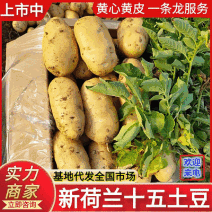 土豆荷兰十五黄皮黄心产地直发保质保量诚信代发全国发货