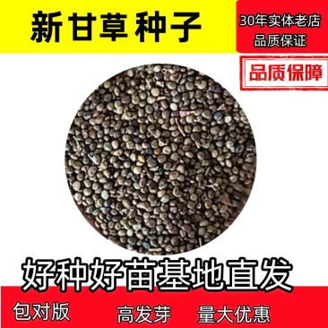 甘草种子甘草籽支持批发零售包邮