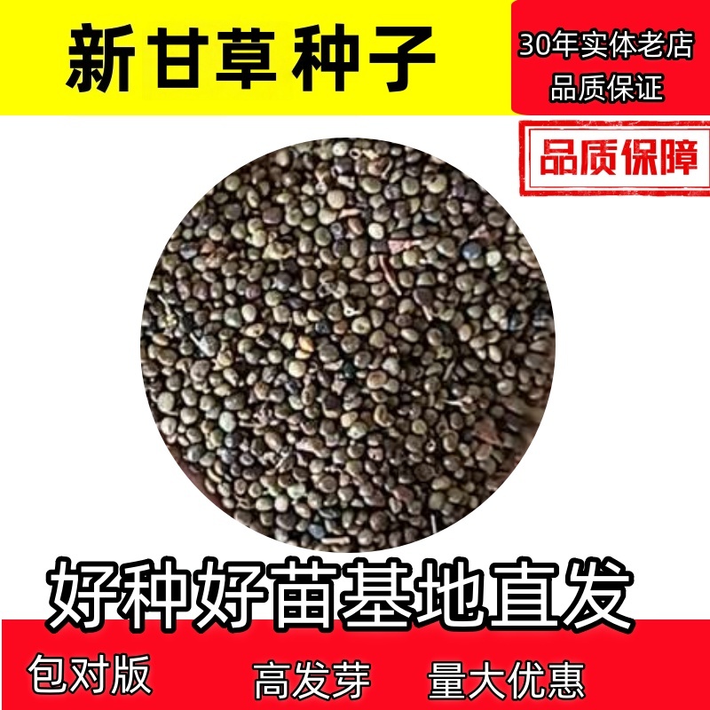 甘草种子甘草籽支持批发零售包邮