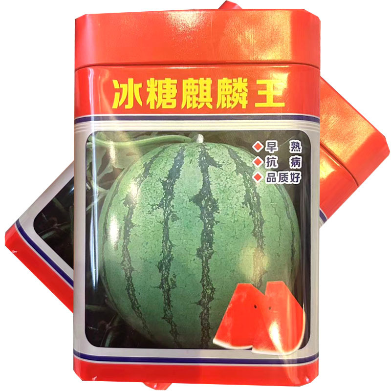 冰糖麒麟王西瓜种子早熟抗病圆果形易坐果大田基地种植
