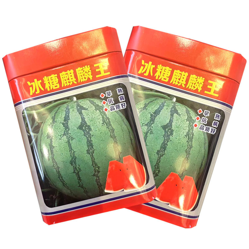 冰糖麒麟王西瓜种子早熟抗病圆果形易坐果大田基地种植