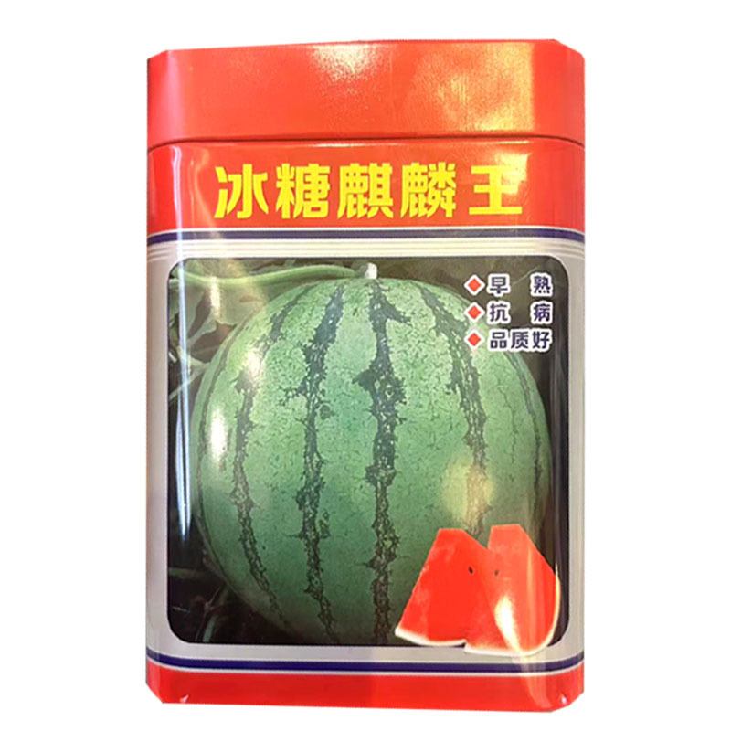 冰糖麒麟王西瓜种子早熟抗病圆果形易坐果大田基地种植