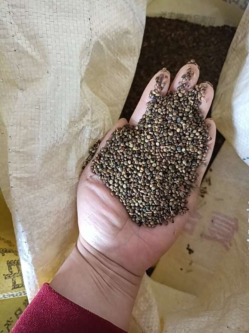 甘草种子甘草籽支持批发零售包邮