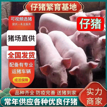 《仔猪》猪场直供三元仔猪品种齐全防疫严格备案车包送包健康