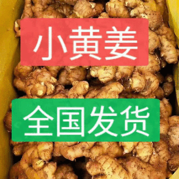 《山东小黄姜》常年供应/坏烂包赔/代收代发代存