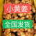 《山东小黄姜》常年供应/坏烂包赔/代收代发代存