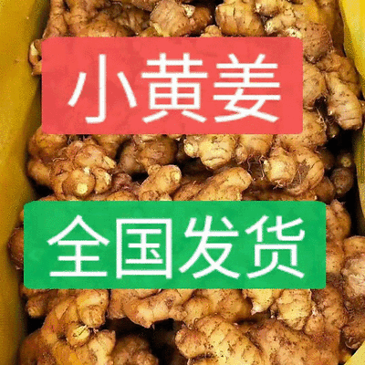 《山东小黄姜》常年供应/坏烂包赔/代收代发代存
