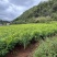云南文山二黄姜块头饱满肉质纯黄姜香浓郁全国发货