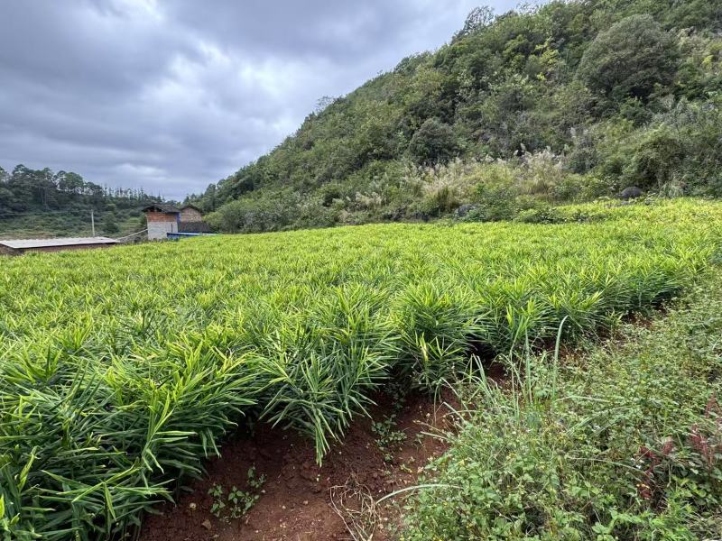 云南文山二黄姜块头饱满肉质纯黄姜香浓郁全国发货