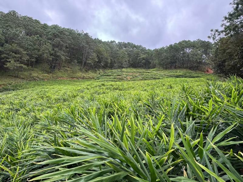 云南文山二黄姜块头饱满肉质纯黄姜香浓郁全国发货