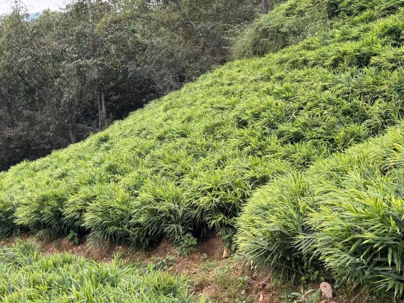 云南文山二黄姜块头饱满肉质纯黄姜香浓郁全国发货