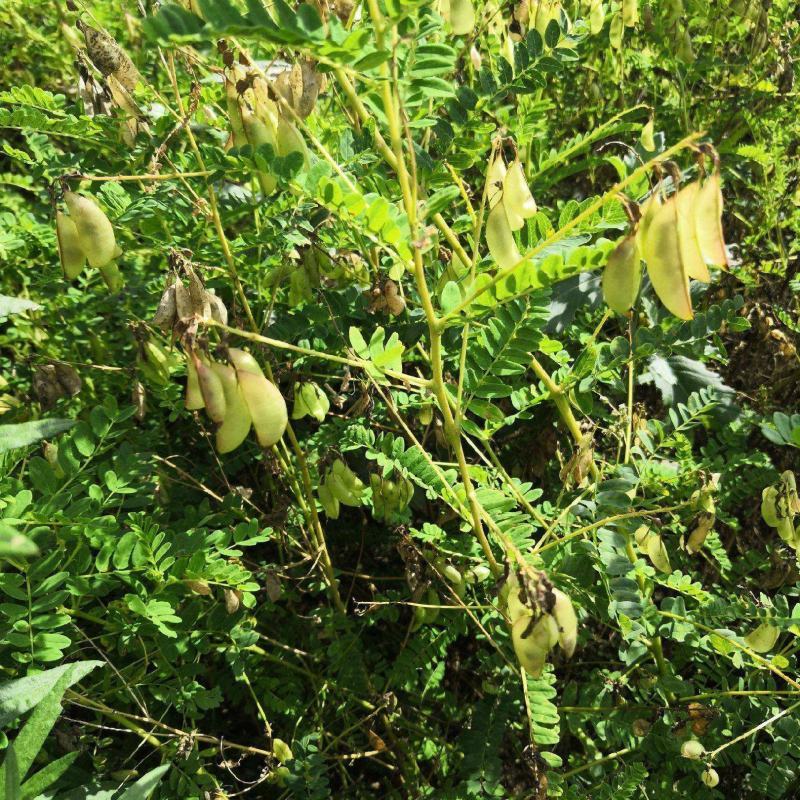 黄芪种子黄芪籽支持大货批发零售一斤起批包邮