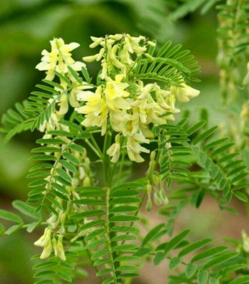 黄芪种子黄芪籽支持大货批发零售一斤起批包邮