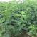 黄芪种子黄芪籽支持大货批发零售一斤起批包邮
