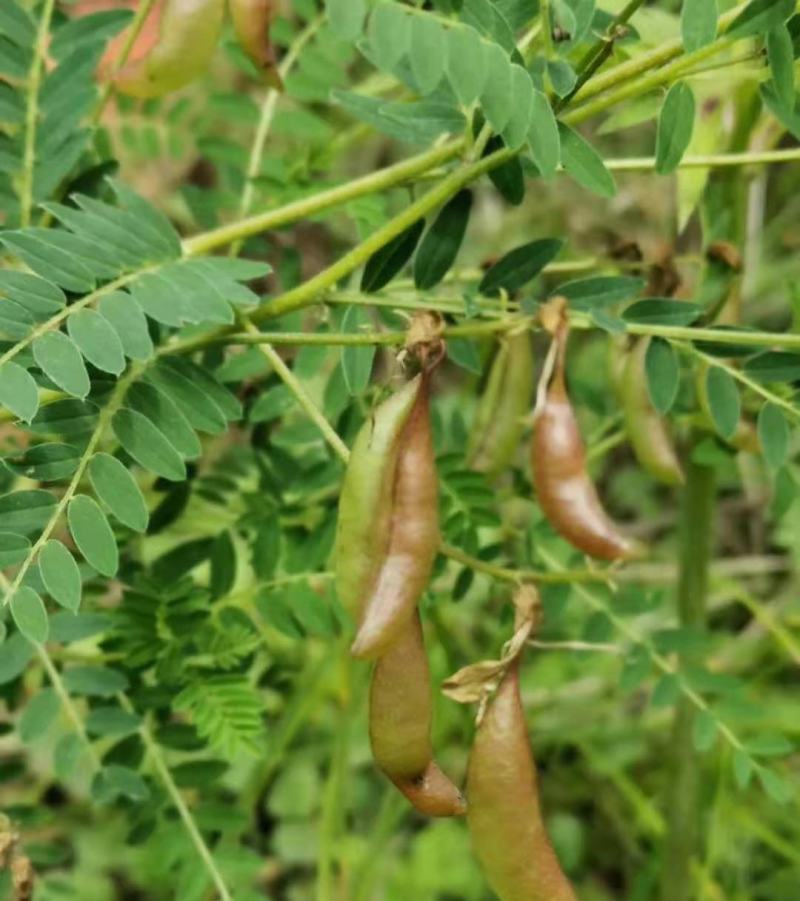 黄芪种子黄芪籽支持大货批发零售一斤起批包邮