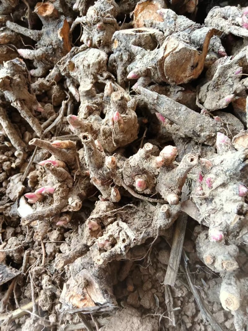 安徽亳州优质白芍苗，基地直供，苗壮根繁成活率高！