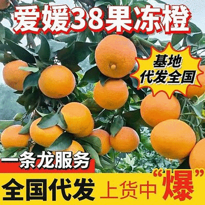 【精选】爱媛果冻橙/爱媛38橙/四川橙子/产地代发全国