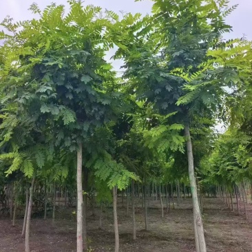 榆林刺槐苗/陕西刺槐/一年刺槐苗/批发价特价出售