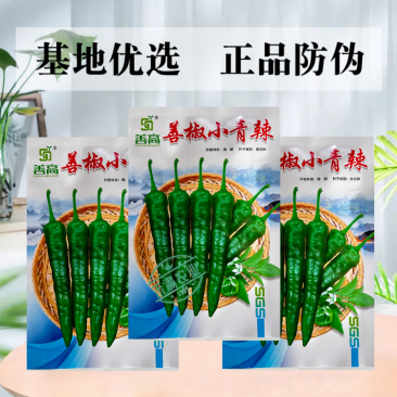 【善椒小青辣】基地优选樟树港辣椒种子高品质早熟皱皮小尖椒