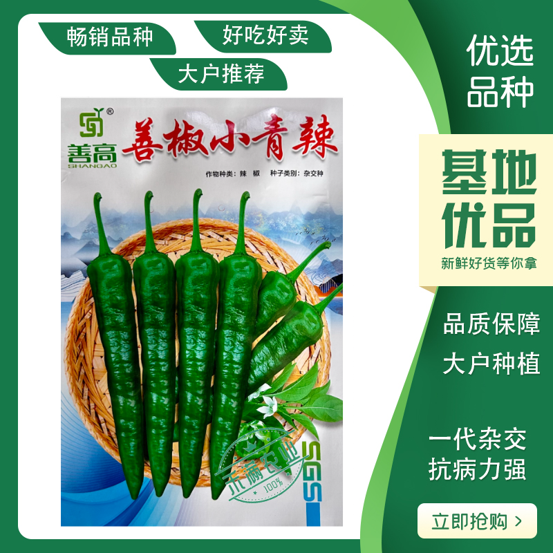 【善椒小青辣】基地优选樟树港辣椒种子高品质早熟皱皮小尖椒