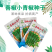 【善椒小青辣】基地优选樟树港辣椒种子高品质早熟皱皮小尖椒