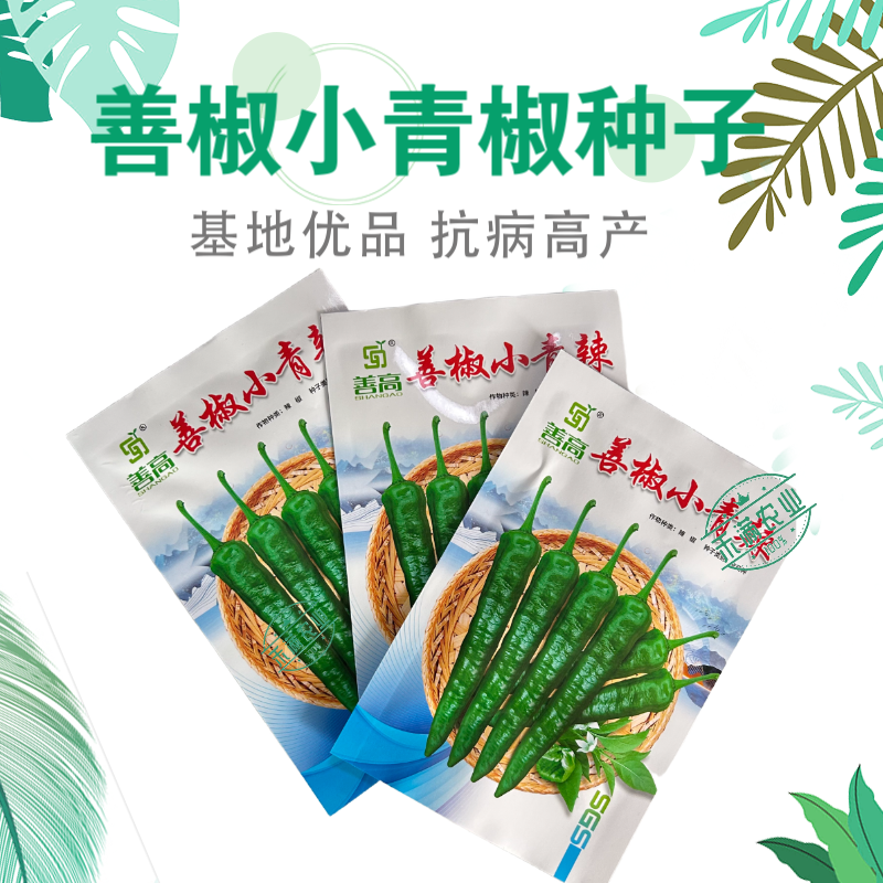 【善椒小青辣】基地优选樟树港辣椒种子高品质早熟皱皮小尖椒