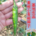 【善椒小青辣】基地优选樟树港辣椒种子高品质早熟皱皮小尖椒