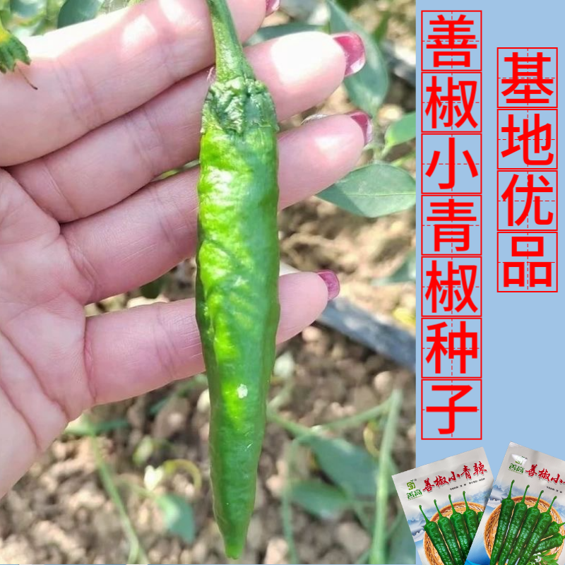 【善椒小青辣】基地优选樟树港辣椒种子高品质早熟皱皮小尖椒