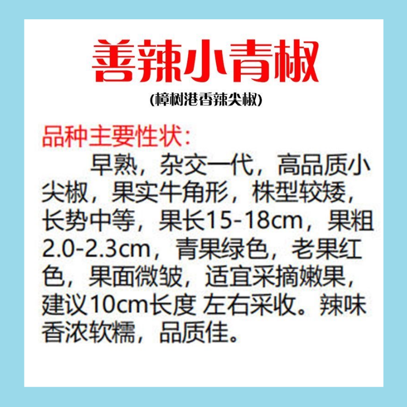 【善椒小青辣】基地优选樟树港辣椒种子高品质早熟皱皮小尖椒