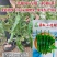 【善椒小青辣】基地优选樟树港辣椒种子高品质早熟皱皮小尖椒
