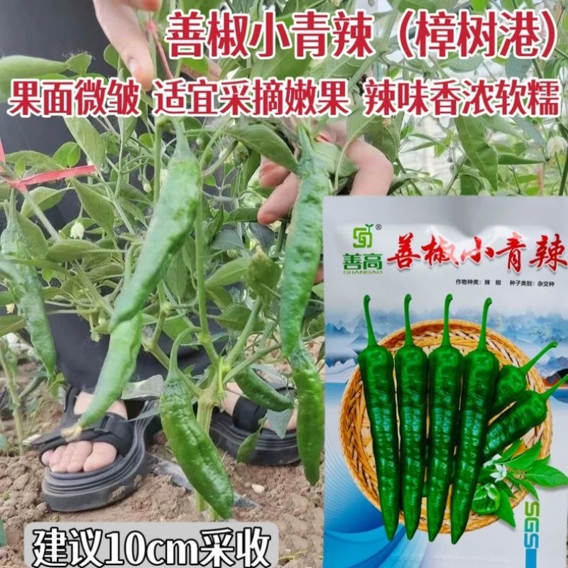 【善椒小青辣】基地优选樟树港辣椒种子高品质早熟皱皮小尖椒