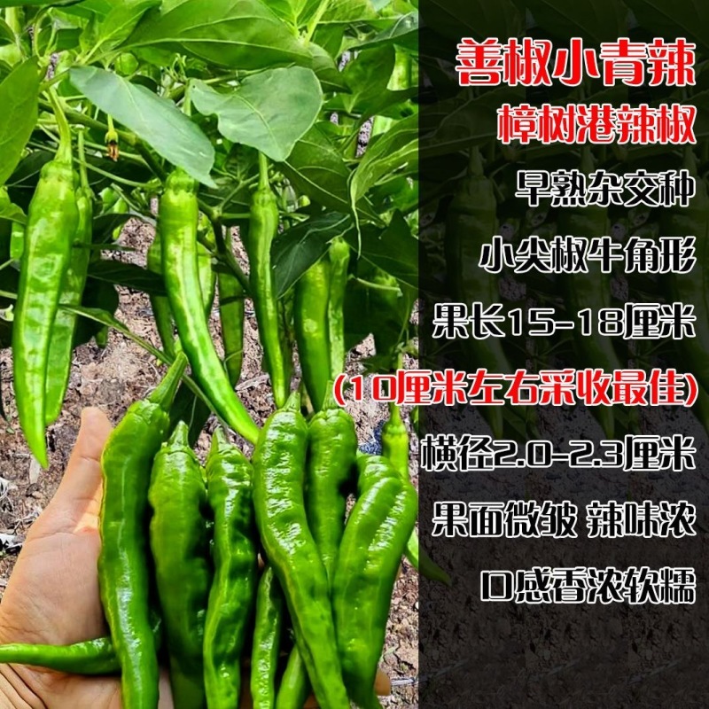 【善椒小青辣】基地优选樟树港辣椒种子高品质早熟皱皮小尖椒