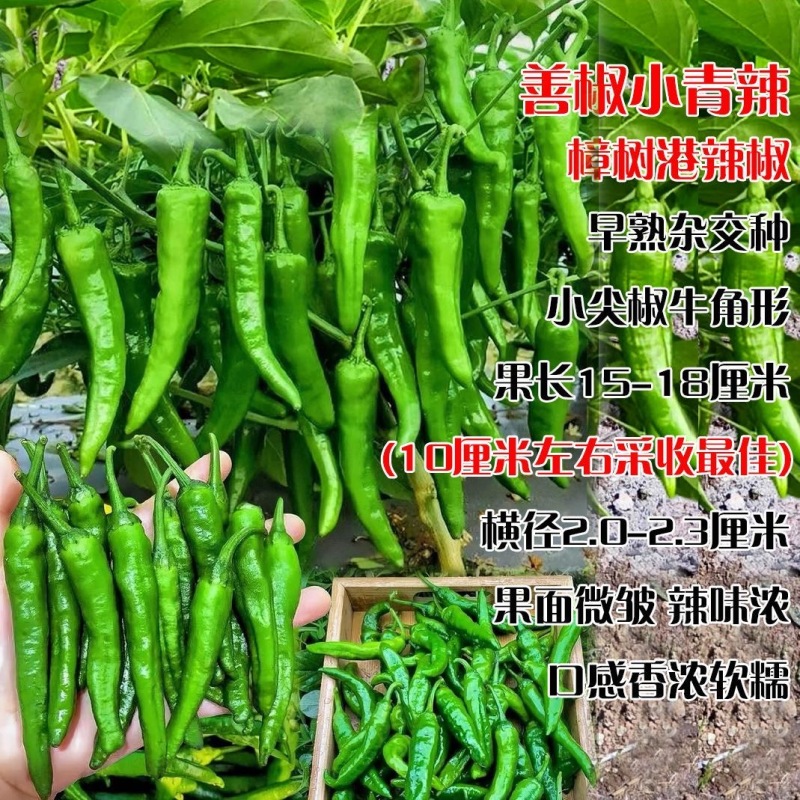 【善椒小青辣】基地优选樟树港辣椒种子高品质早熟皱皮小尖椒