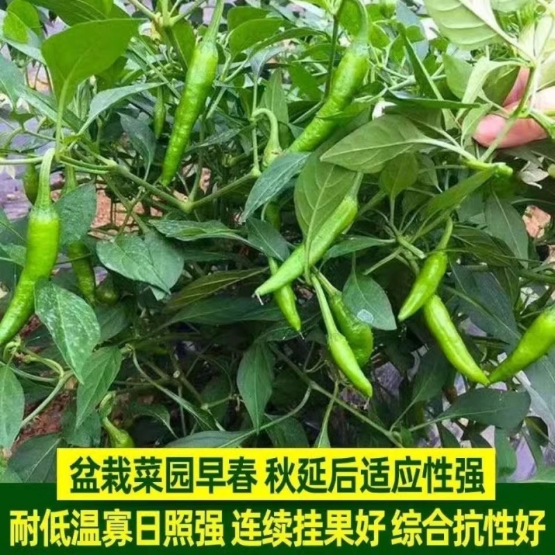 【善椒小青辣】基地优选樟树港辣椒种子高品质早熟皱皮小尖椒
