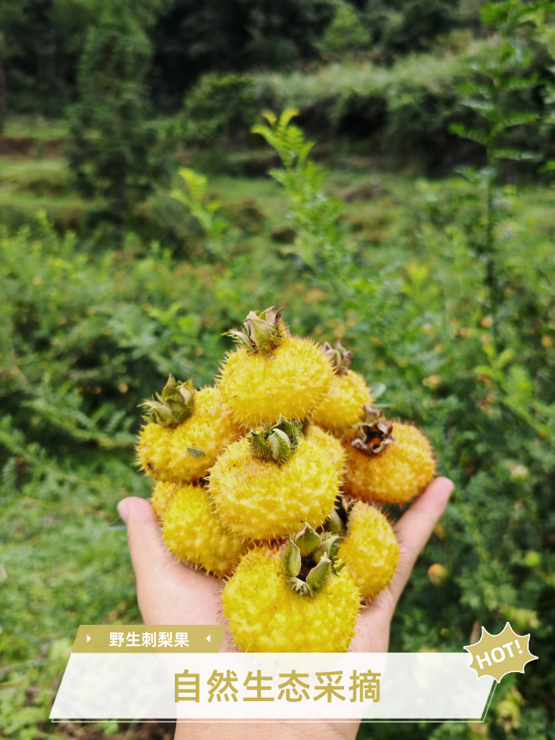刺梨果/刺梨鲜果基地直发产自贵州龙里刺梨之乡