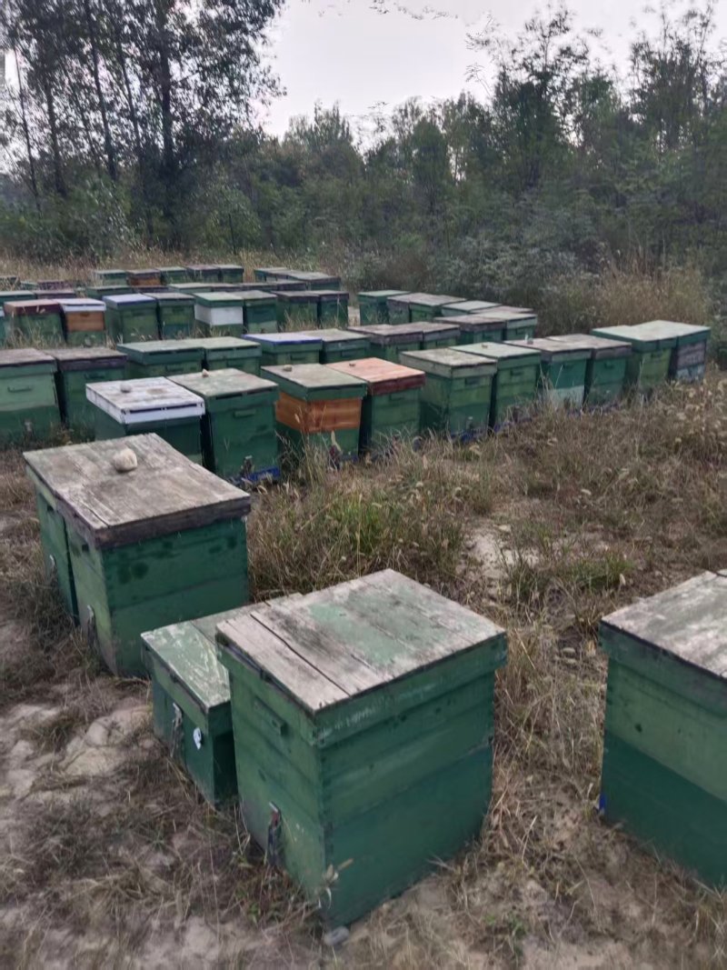 纯蜂蜜百花蜂蜜自家养蜂场量大从优假一赔十